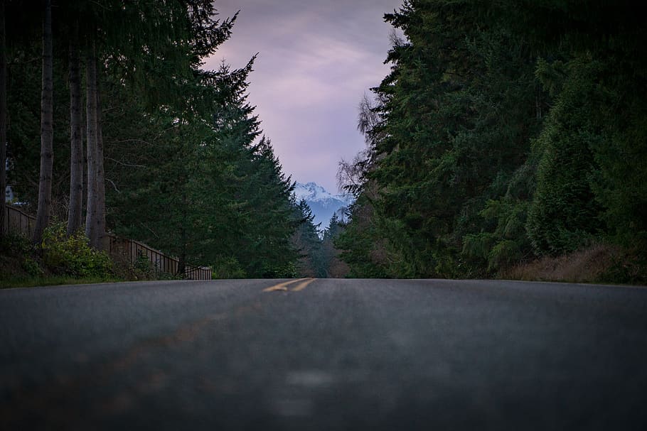 asphalt road between pine trees, tarmac, plant, abies, fir, bainbridge island, wa HD wallpaper