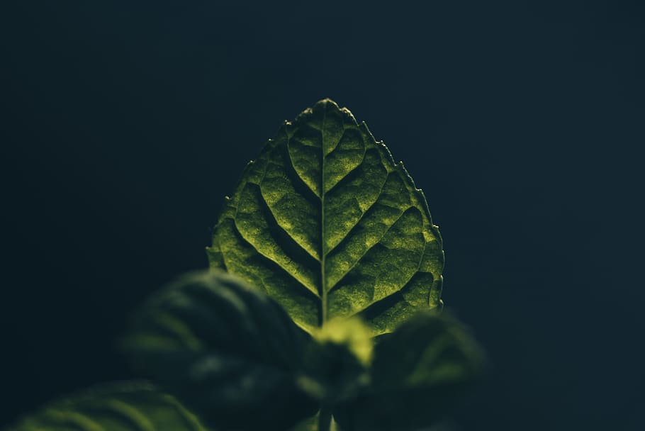 green leaf, plant part, green color, close-up, nature, studio shot HD wallpaper