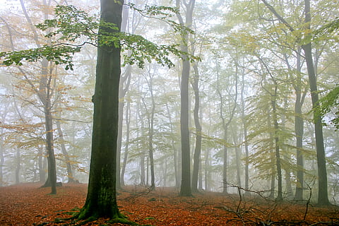 tall trees with fogs, hexentanzplatz thale, germany, pole, lamp post HD wallpaper