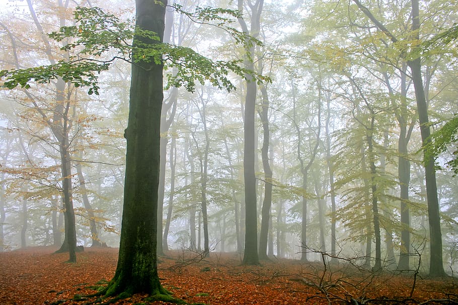 tall trees with fogs, hexentanzplatz thale, germany, pole, lamp post HD wallpaper