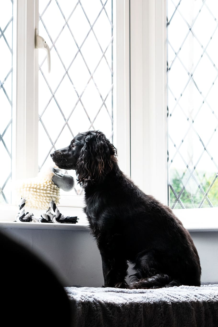 black dog staring outside, pup, looking out, window, waiting HD wallpaper
