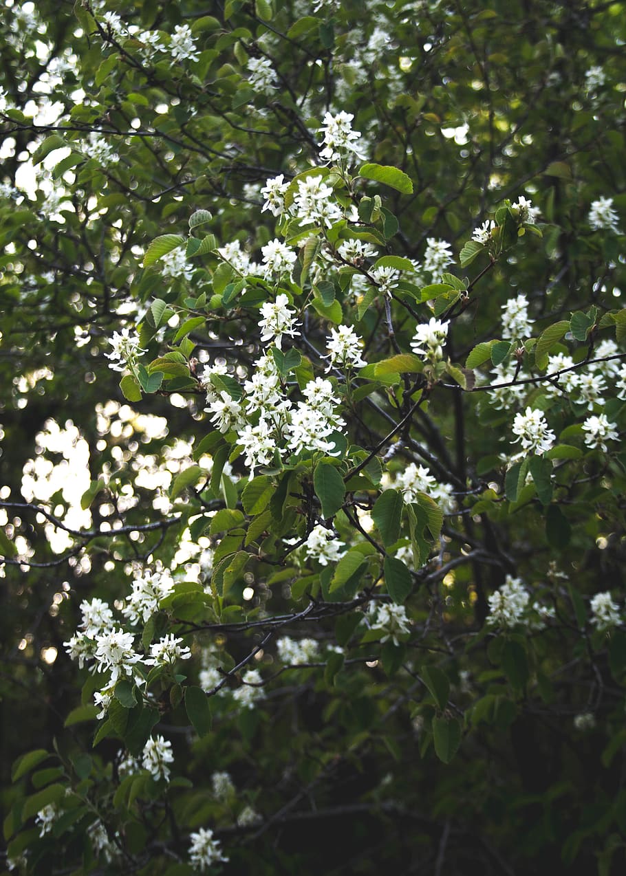 canada, saskatchewan, white, flowers, vibes, summer, green HD wallpaper