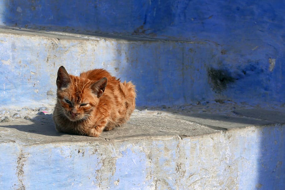 morocco, chefchaouen, cat, blue, red, stairs, mammal, animal themes, HD wallpaper