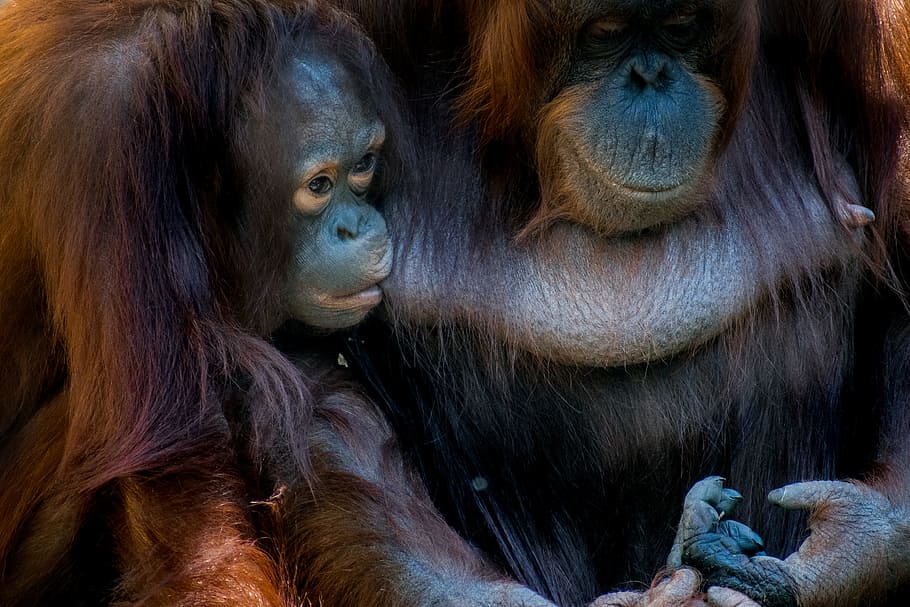 two brown monkeys, orangutan, face, nurse, animal, mammal, wildlife, HD wallpaper
