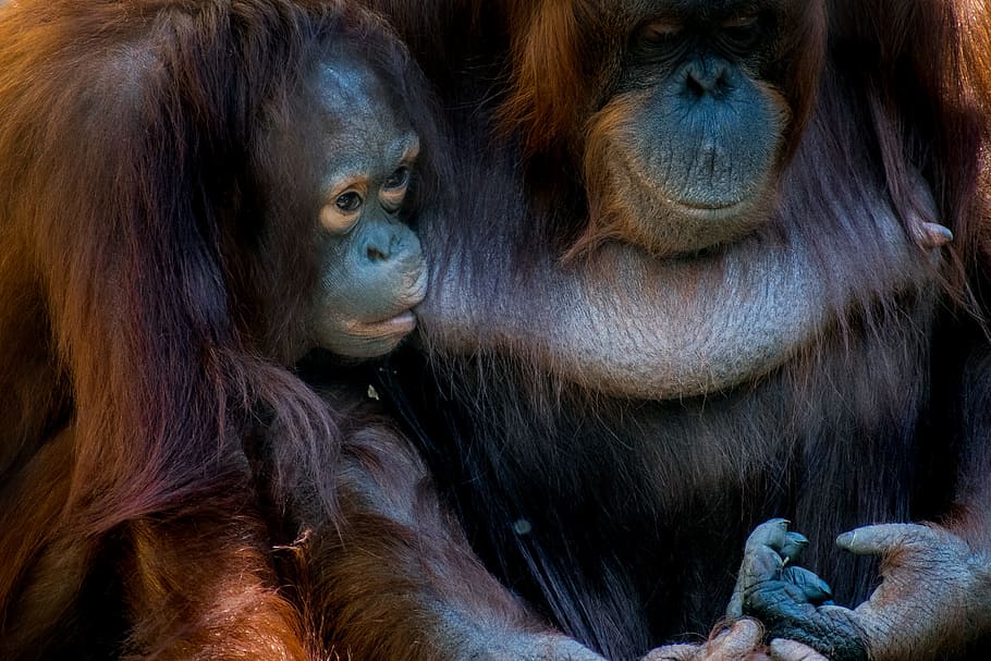 two brown monkeys, orangutan, face, nurse, animal, mammal, wildlife HD wallpaper
