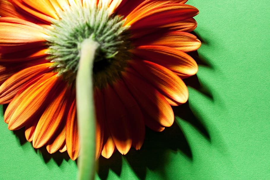 beautiful, blossom, bright, bunch, closeup, detail, flora, floral HD wallpaper