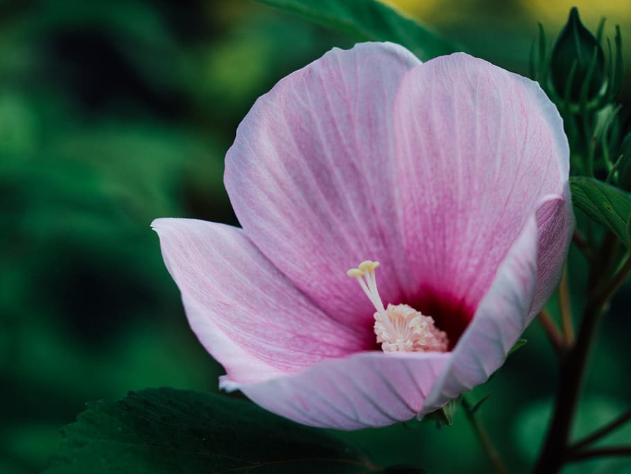 flower, flowering plant, freshness, beauty in nature, petal HD wallpaper