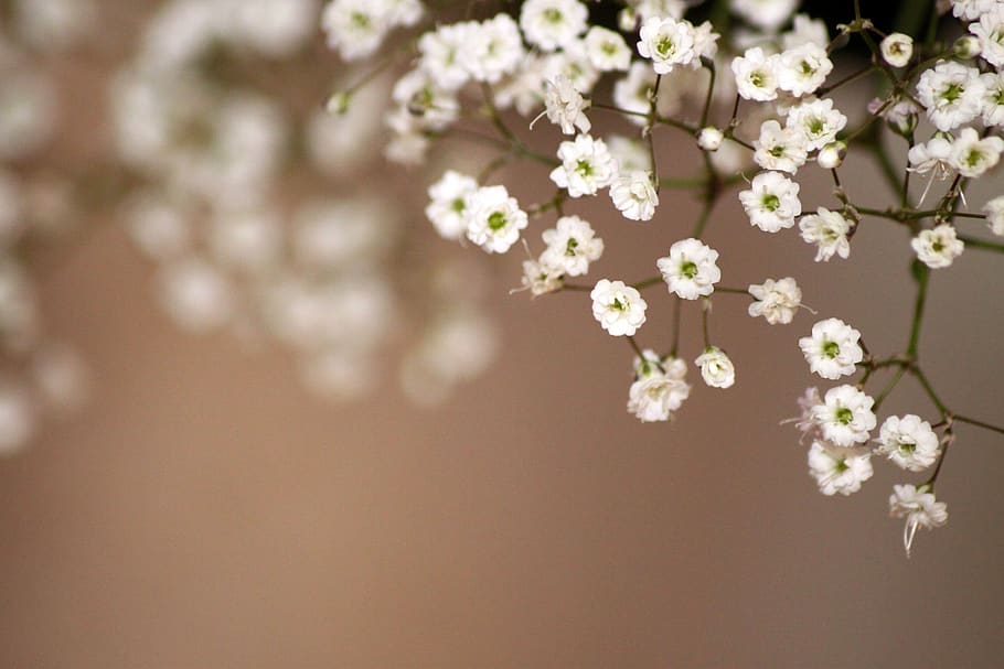 spring, flowers, white, brown, nature, incomplete, bloom, close up HD wallpaper
