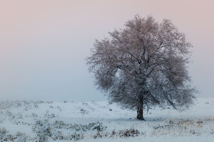 cold temperature, tree, snow, winter, plant, sky, beauty in nature HD wallpaper