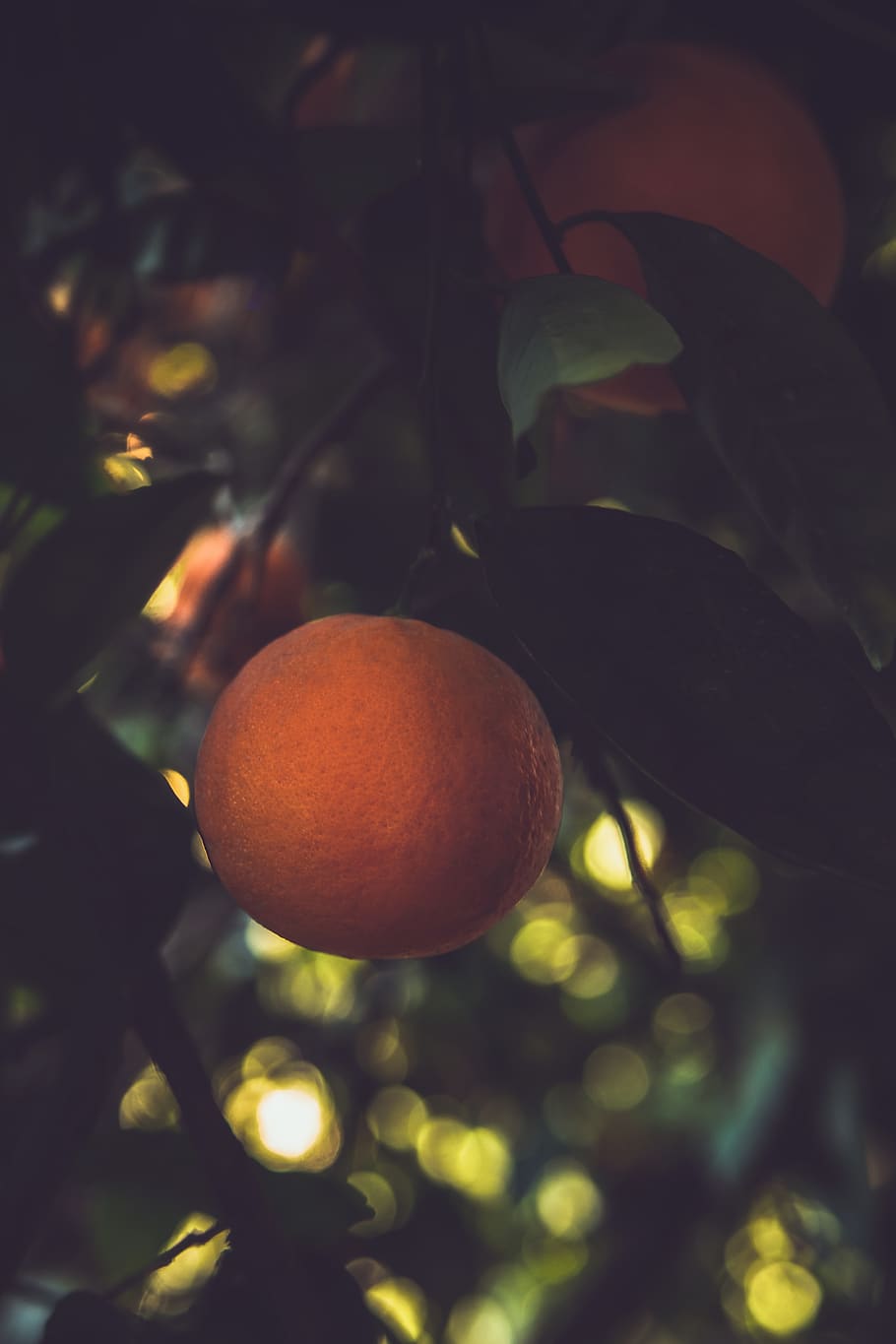 orange fruit, healthy eating, food and drink, freshness, growth HD wallpaper