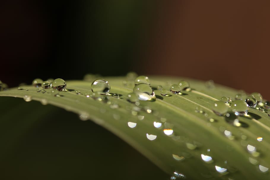 leaf drops droplets waterdrops, wet, green color, close-up HD wallpaper