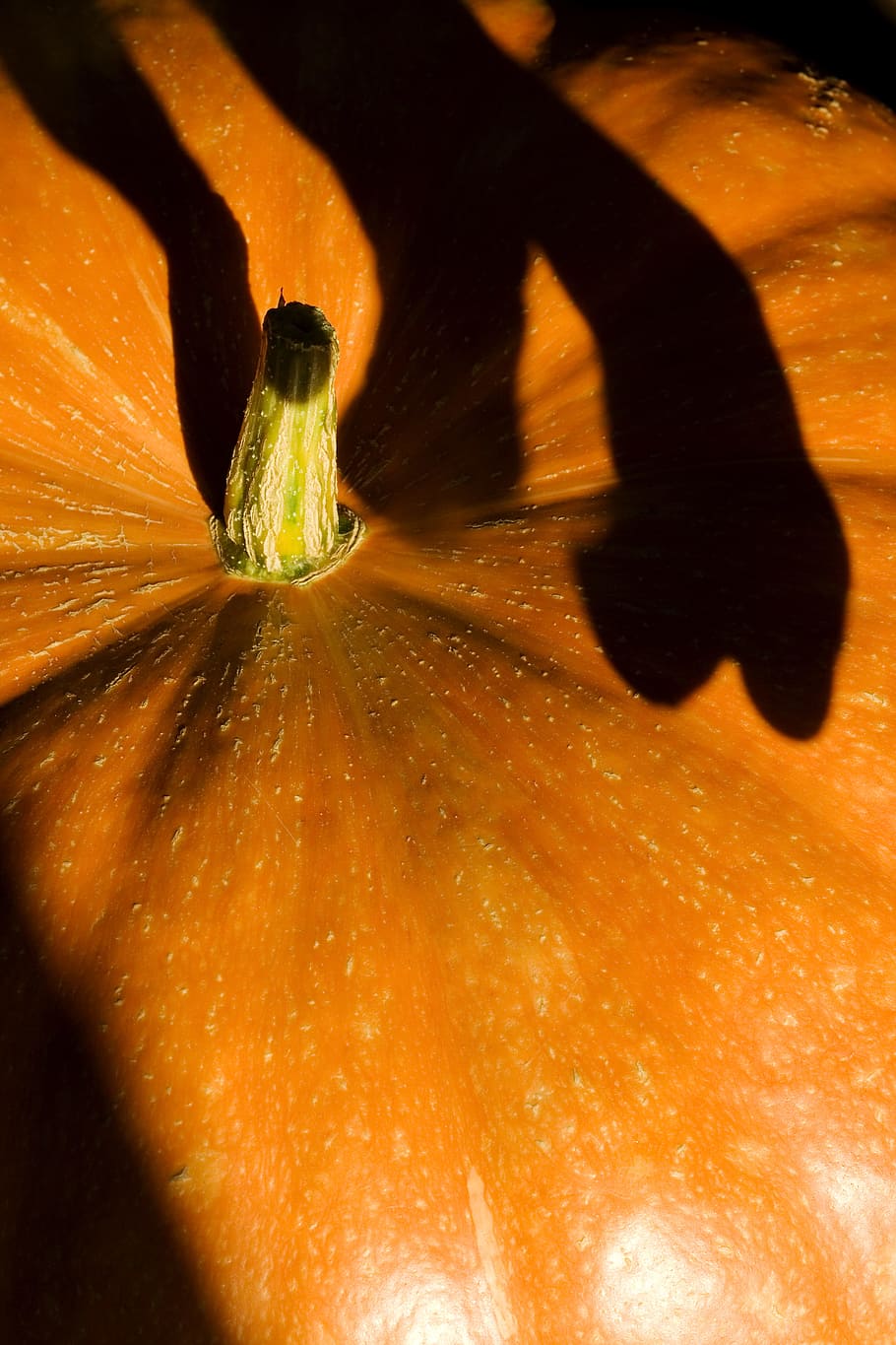 halloween, holiday, horror, october, one, orange, pumpkin, seasonal HD wallpaper