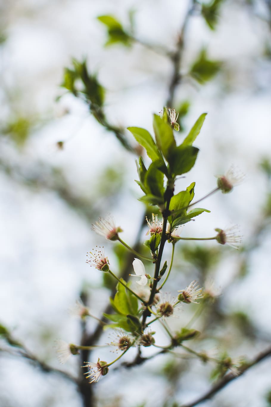 HD wallpaper: plant, flower, blossom, spring, nature, sprout, bud, blue