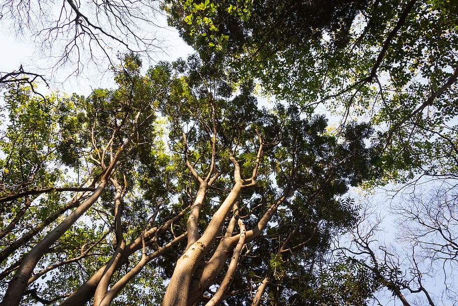 Low-angle Photography of Trees, blue sky, branches, canopy, colors HD wallpaper