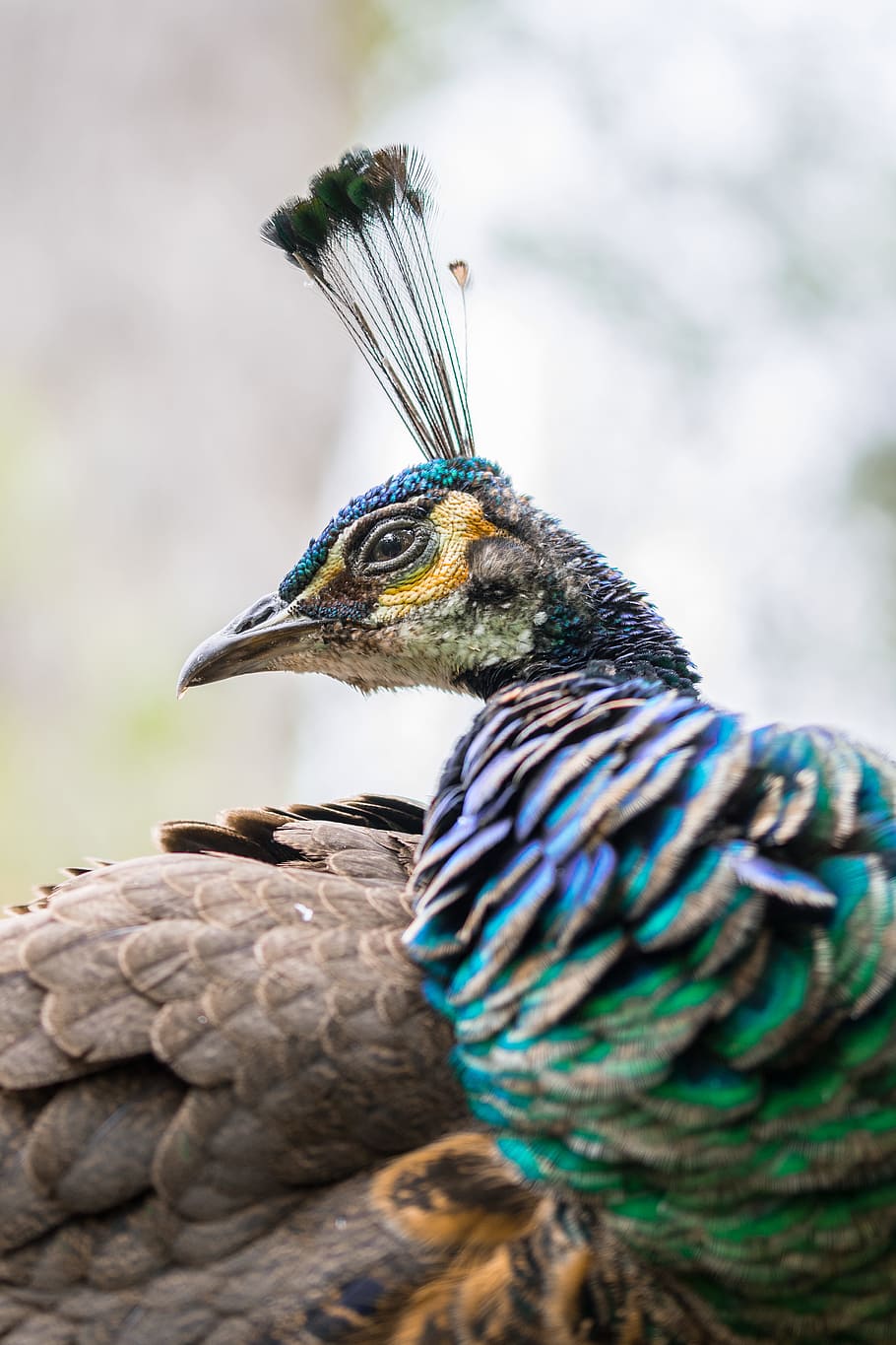 close-up of peacock, zoo, beak, wing, proud, eye, color, feather HD wallpaper