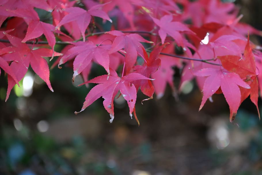 acer, fall, leaves, maple, red, colorful, foliage, beauty in nature