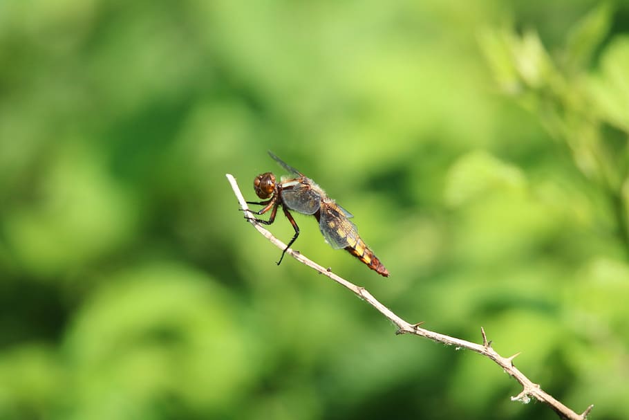 dragonfly, close up, insect, green, nature, leaf, animal world HD wallpaper