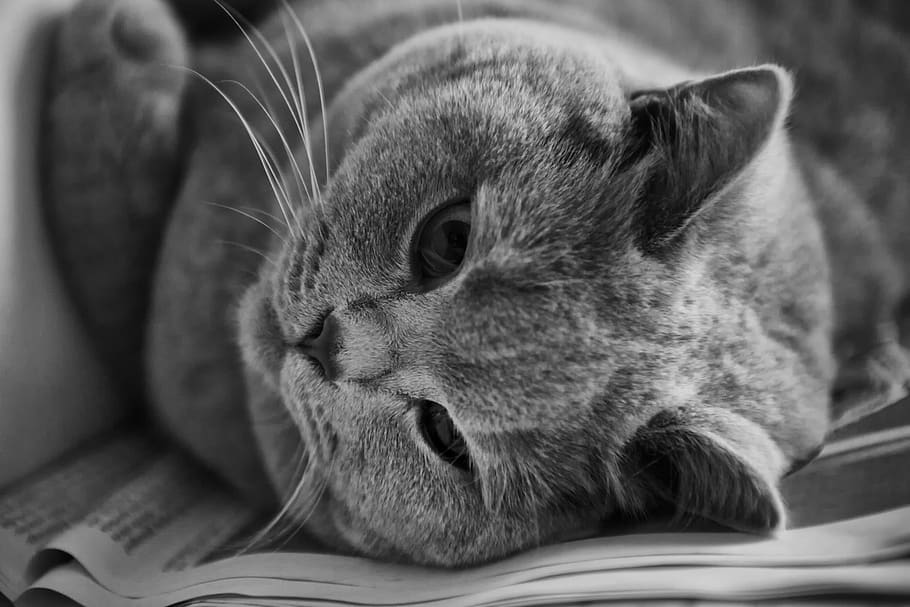 Cat in Greyscale Photo, adorable, animal, black-and-white, british shorthair, HD wallpaper