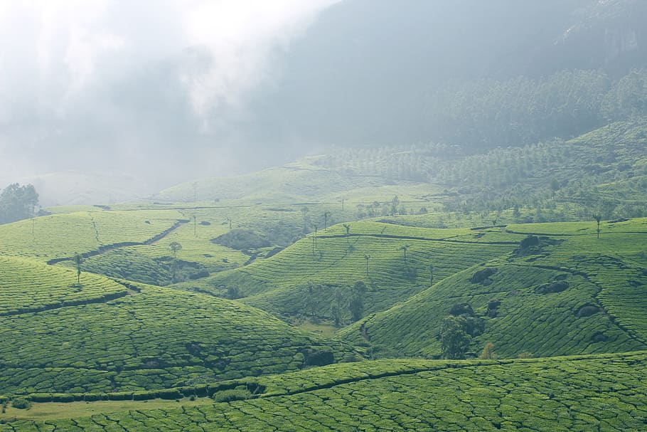 Munnar 1080P, 2K, 4K, 5K HD wallpapers free download | Wallpaper Flare