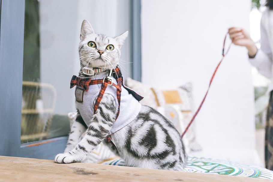 white and black cat, pets, domestic, domestic cat, domestic animals HD wallpaper