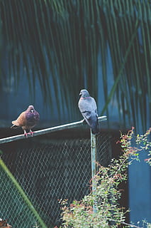 dark, light, soul, peace, happy, love, birds, couple, background HD wallpaper