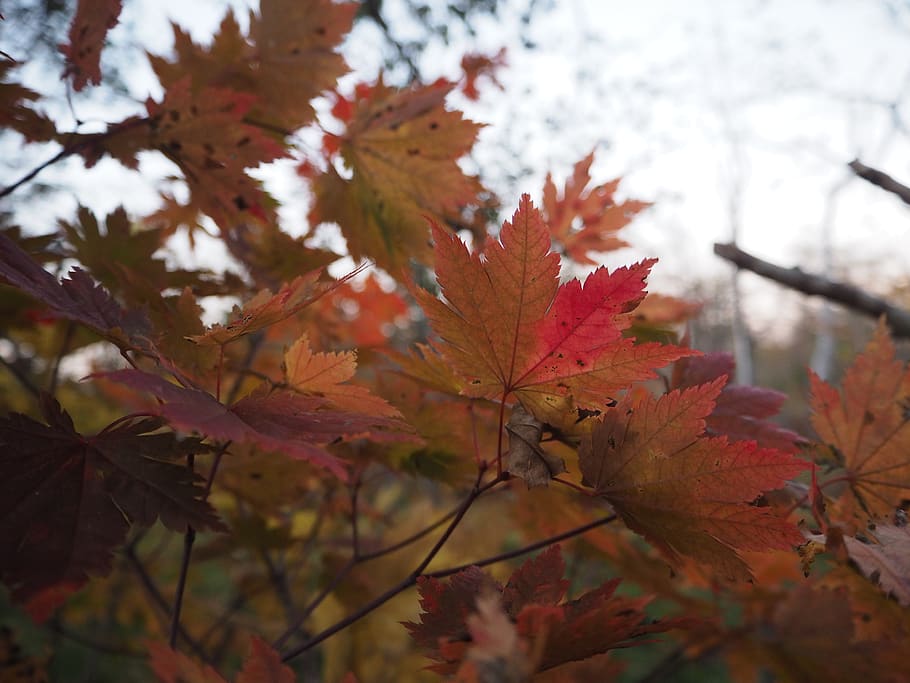 trees, leaves, fall, forest, maple leaves, momiji, fall leaves HD wallpaper