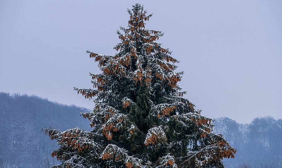 tree, winter, snow, cold, nature, landscape, white, snowy, wintry HD wallpaper