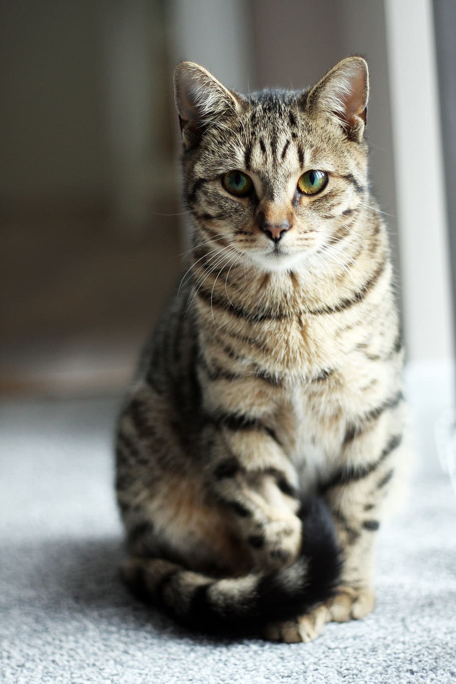 cat, tabby, kitten, animal, pet, paw, head, kitty, ear, playful HD wallpaper