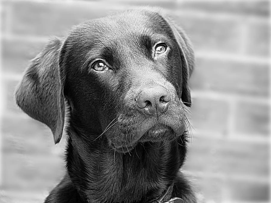 labrador, dog, retriever, head, one animal, canine, pets, domestic HD wallpaper