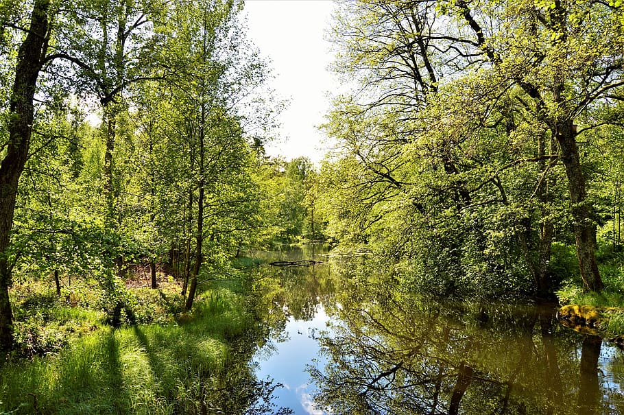 sweden, trees, summer, forest, lake, river, green, reflection HD wallpaper