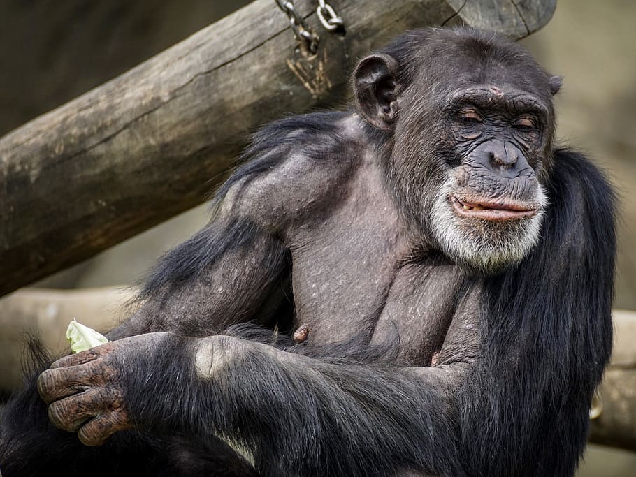 chimpanzee, monkey, ape, mammal, zoo, primates, portrait, creature HD wallpaper