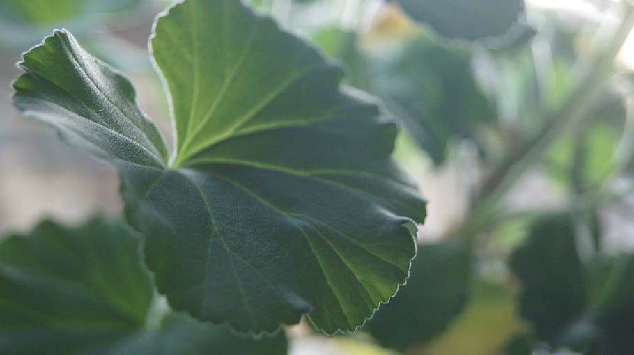 leaf, nature, plant, plant part, freshness, close-up, food and drink HD wallpaper