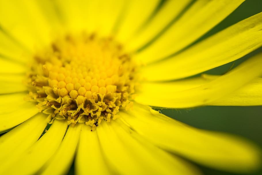 flower, daisy, yellow, macro, nature, natural, forest, colorful HD wallpaper