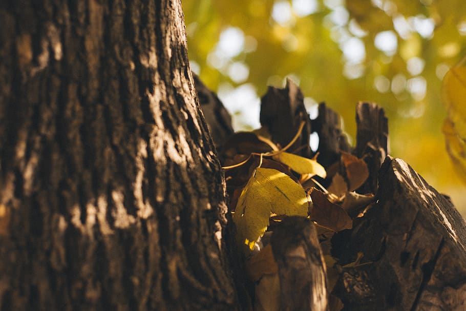 plant, leaf, tree, tree trunk, oak, maple, maple leaf, sunlight HD wallpaper