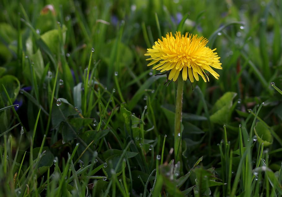 dandelion, yellow, dew, grass, morning, green, supplies, nature HD wallpaper