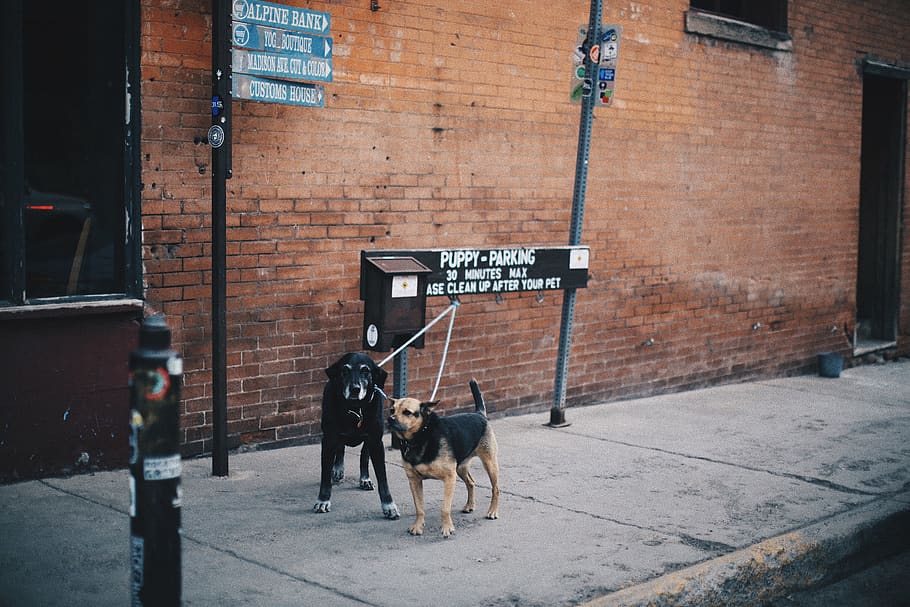 two dogs near mailbox, mammal, pet, canine, animal, strap, leash, HD wallpaper