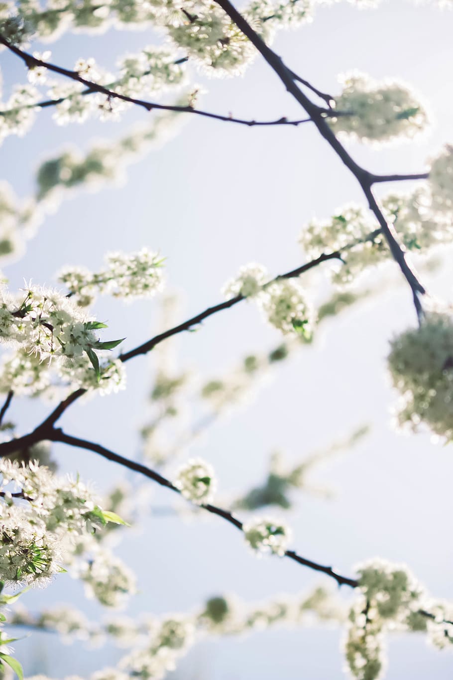 white leafed tree, plant, flower, flowering plant, branch, blossom HD wallpaper