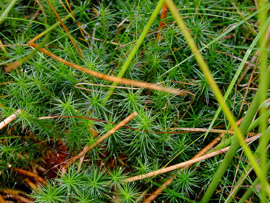 star moss, grass, dew, rain, drip, pentlands, scotland, nature HD wallpaper