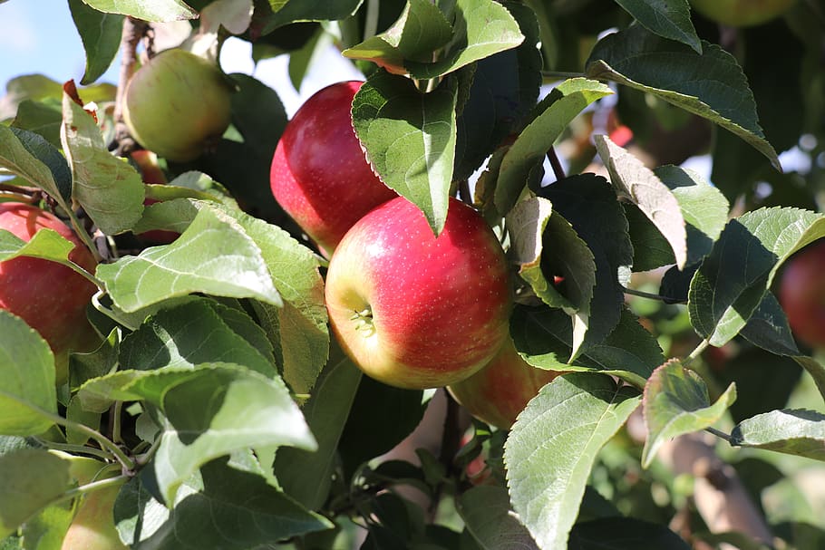 rustic, vermont, orchard, healthy eating, leaf, plant part HD wallpaper