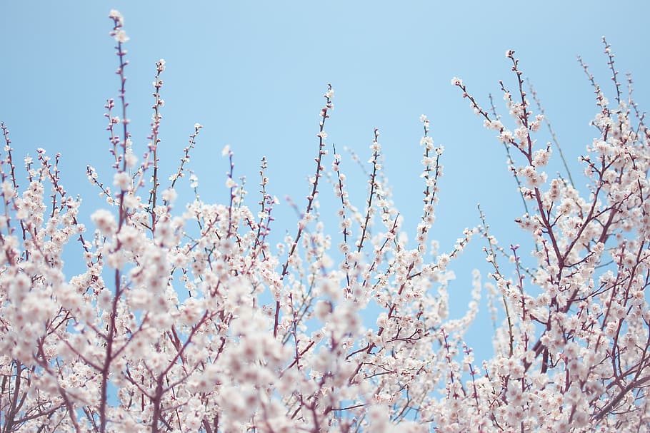 white flowers, tree, blossom, sky, blue, outdoors, nature, spring HD wallpaper