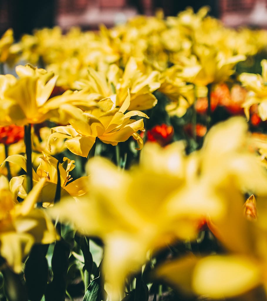 Bed Of Yellow Petal Flower, bloom, blossom, daffodil, field, flora HD wallpaper