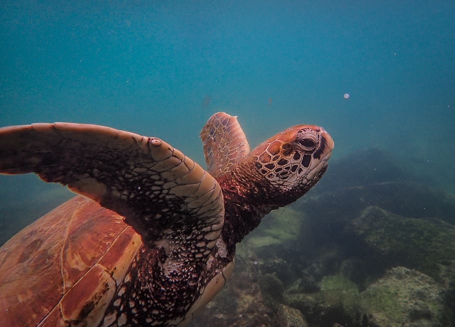 Brown Turtle Photography, animal, aquatic animal, ocean, sea HD wallpaper