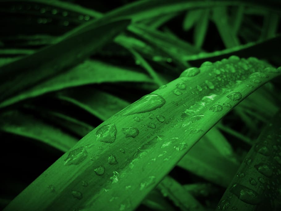 Leaves With Dew Drops, close-up, dewdrops, droplets, drops of water HD wallpaper