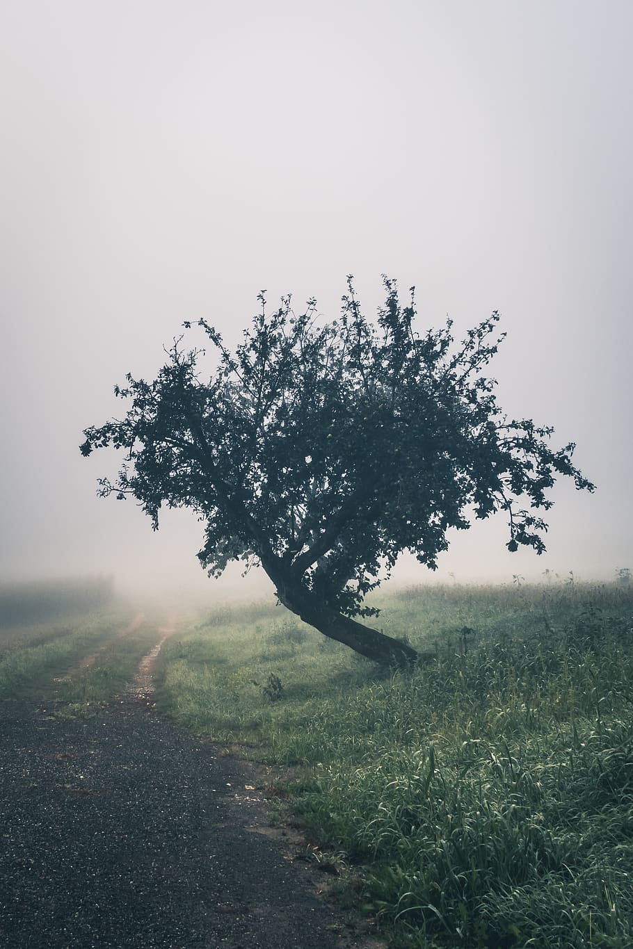 tree near pathway during daytime, plant, oak, flora, austria HD wallpaper