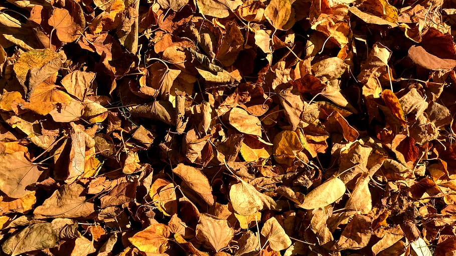 belgium, brussels, fall, foliage, ground, leaves, autumn, full frame HD wallpaper
