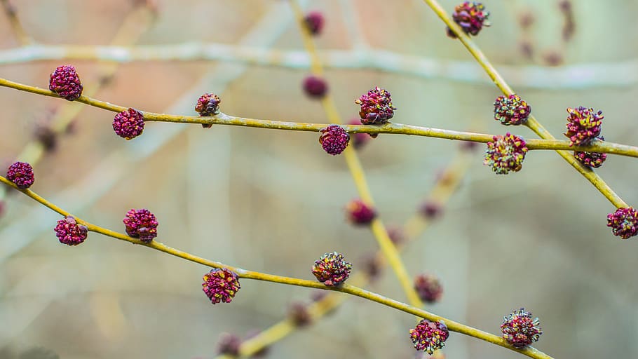 nature, tree, sprout, spring, spring sprout, flower, flowering plant HD wallpaper