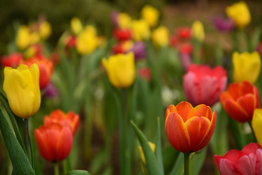 flower, spring, red, yellow, plant, beijing botanical garden HD wallpaper