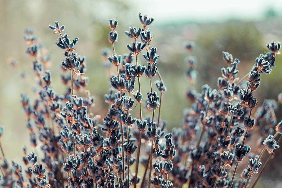 lavender, flowers, selective focus, insect, invertebrate, nature HD wallpaper