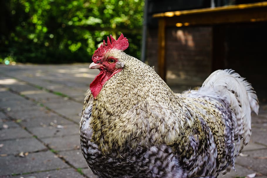 white and yellow rooster, chicken, animal, poultry, fowl, bird HD wallpaper