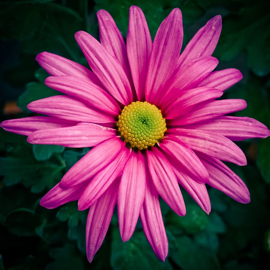 flower, margarite, bloom, blossom, nature, plant, summer, blossomed HD wallpaper